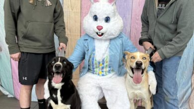 Kenny Ross Cares - Cross Your Paws Easter Bunny